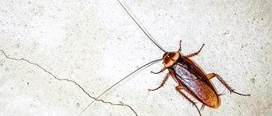 Duitse kakkerlakken zijn het liefst in huis
