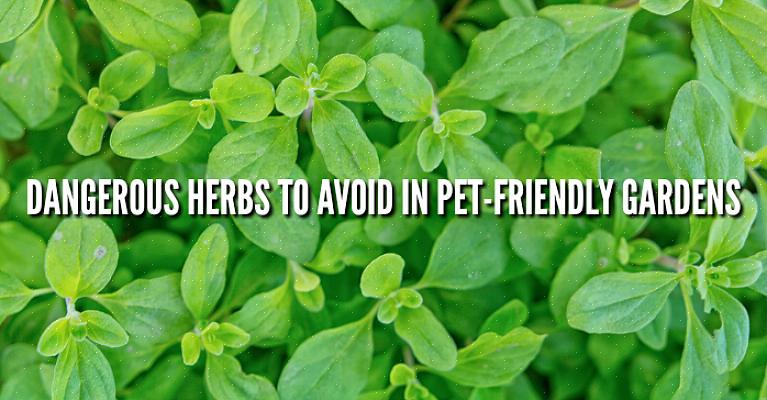 De volgende lijst met voor honden giftige planten is geen volledige
