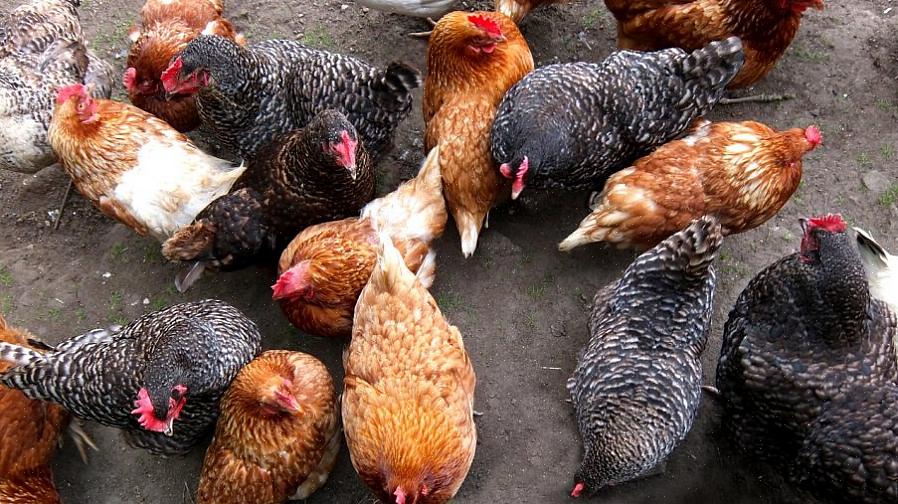 Zullen waarschijnlijk kippen van grote rassen kiezen vanwege hun grotere efficiëntie bij het produceren