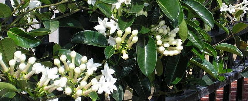 Stephanotis-bloemen zijn ook bekend als Madagascar jasmijnbloemen