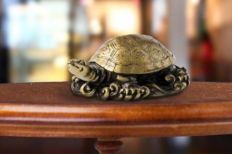 Een baby-drakenschildpad op zijn rug is ook een goede aanvulling op een drakenschildpad die een feng