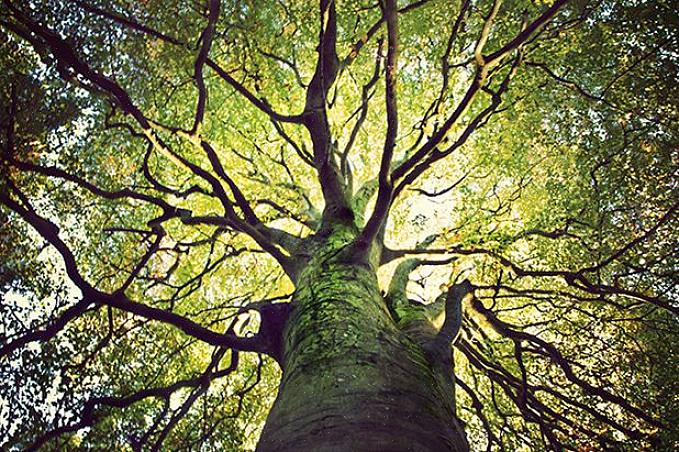 Het bovenstaande record voor 's werelds oudste boom is voor een enkele individuele of niet-klonale boom