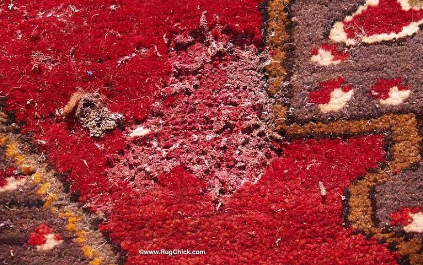 Insecticiden om tapijtkevers te bestrijden mogen alleen worden gebruikt na een grondige reiniging