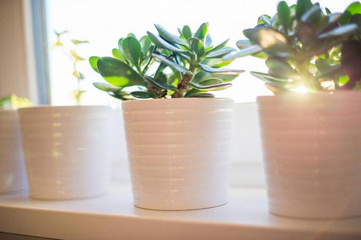 De toevoeging van levende groene planten in huis kan al deze positieve eigenschappen in uw leven aantrekken
