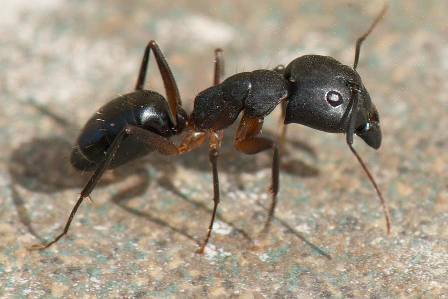 Termieten (die niet echt mieren zijn) met vleugels