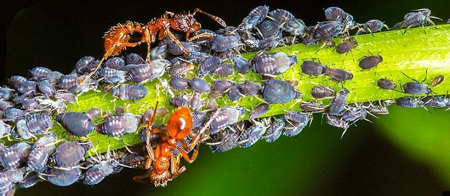 Mieren en termieten zwermen om te paren
