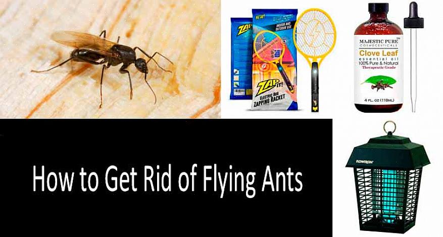 Argentijnse mieren en timmermieren