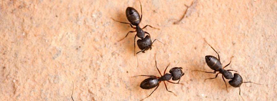 Vliegende mieren zijn geen unieke soort
