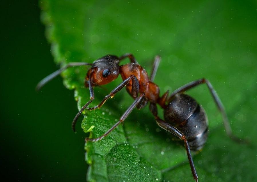 Alleen reproductieve mieren hebben vleugels