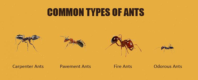 De straatmier is een van de meest voorkomende mieren in Europa