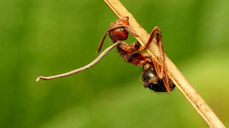 Om deze reden is aas de meest effectieve optie voor het bestrijden van mieren die hun kolonies uitbreiden