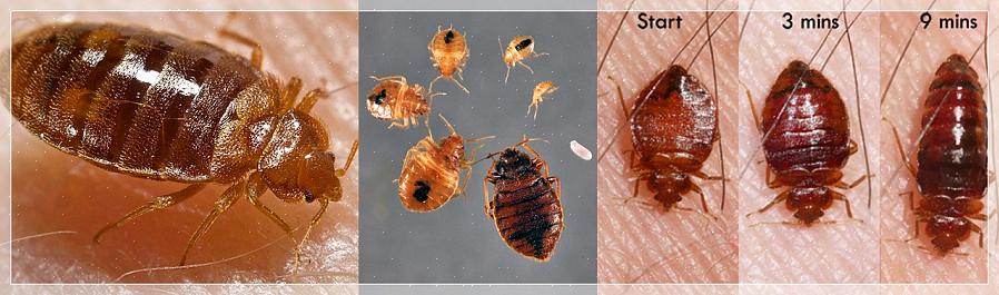 Gebruiken professionals vaak gel-aasinsecticiden om kleine mieren te bestrijden
