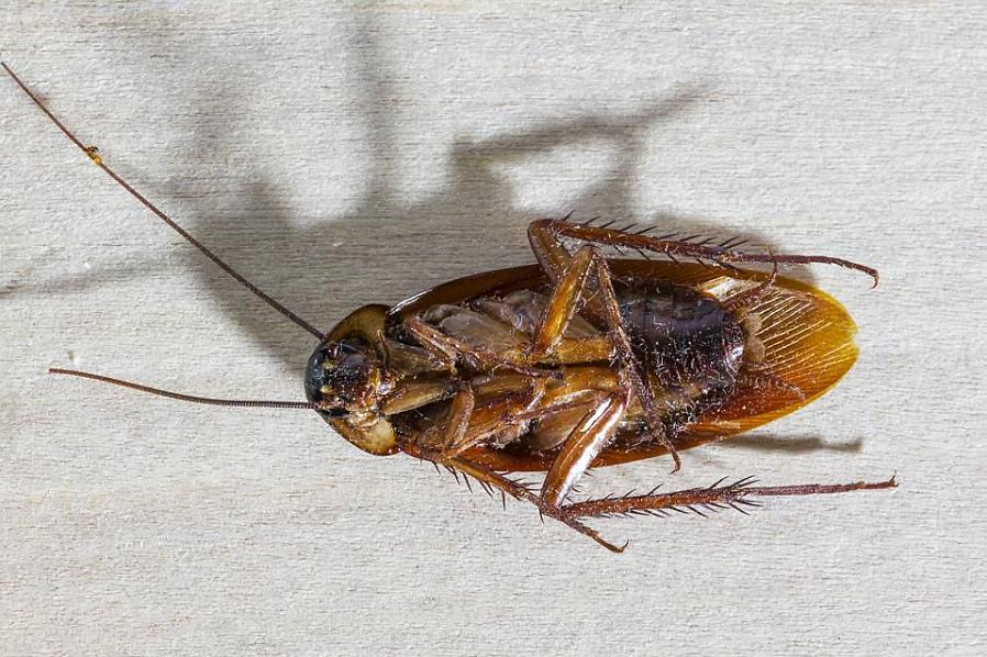 Kakkerlakken zijn snelle wezens - ze kunnen tot drie mijl per uur rennen