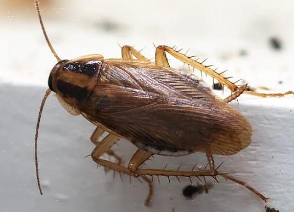 De Duitse kakkerlak is een van de meest voorkomende kakkerlakken die huizen