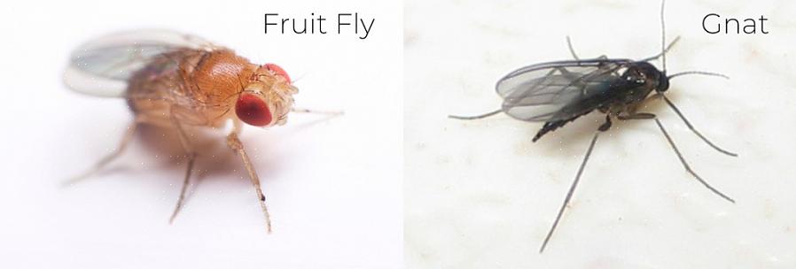 Onze inspanningen om de vervelende fruitvliegjes die rond ons gezicht fladderen te verwijderen