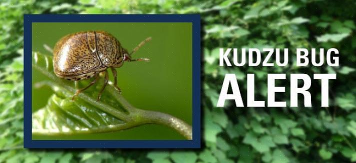 Kan de kudzu-bug een zeer vervelende plaag van huizen worden