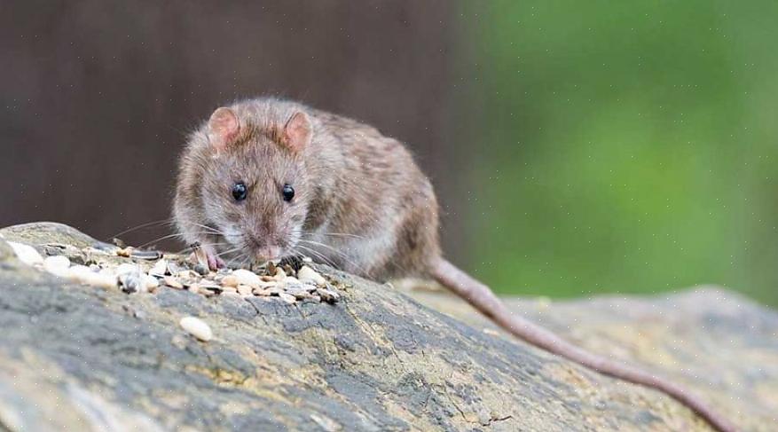 Ratten geven er de voorkeur aan zich te voeden met granen