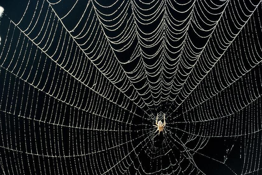De onregelmatige webben van huisspinnen