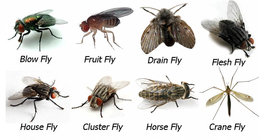 Hoe weet je of de wintervlieg een clustervlieg is of een andere grote vlieg