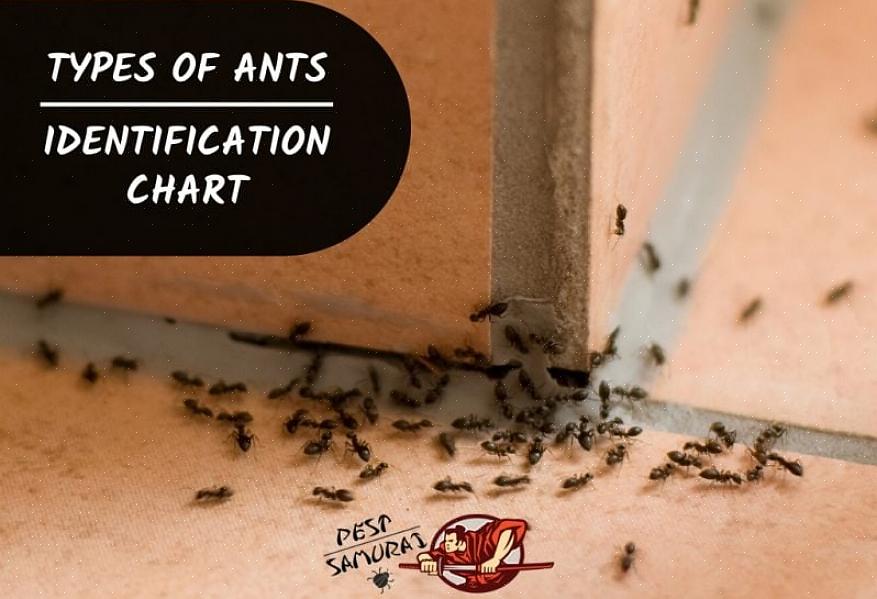 Argentijnse mierenarbeiders zijn over het algemeen ongeveer 0,30 cm lang