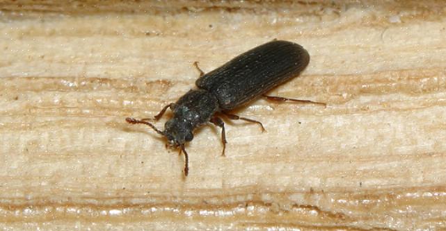 De meeste poederkevers houden van hout met een hoog vochtgehalte