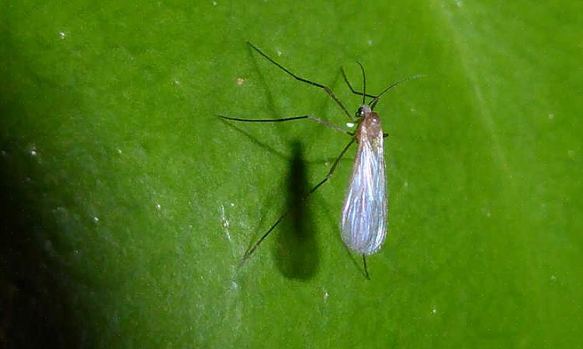 Zullen larven van schimmelmuggen organisch materiaal in de grond consumeren