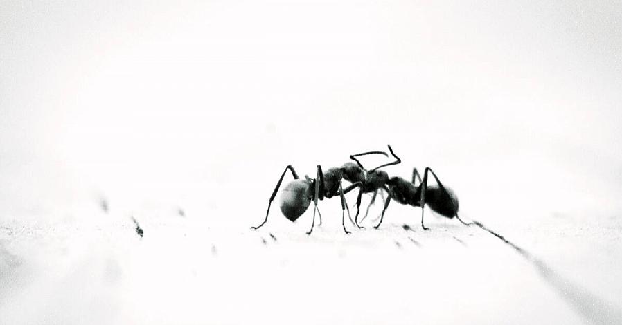 Schrobben met een in de handel verkrijgbaar schoonmaakmiddel is een goede optie om het mierengeurspoor