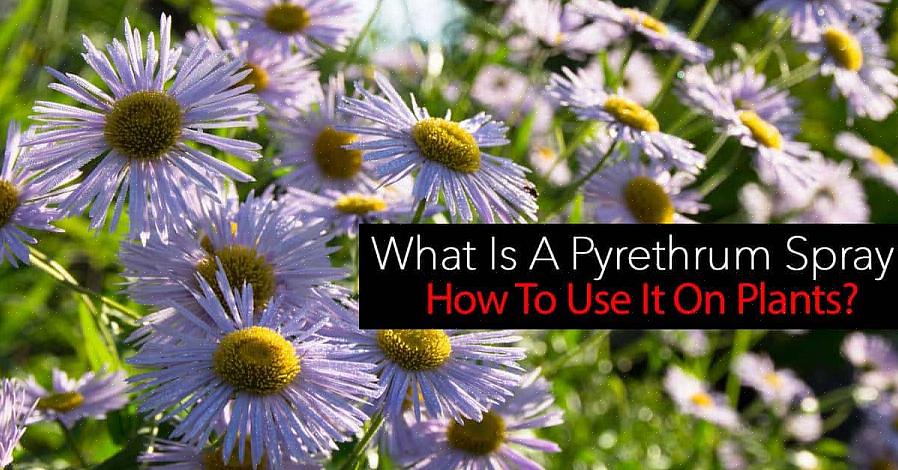 Pyrethrine-insecticide doodt insecten bij contact omdat het is afgeleid van het pyrethrummadeliefje