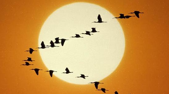 Vogels sluiten zich eerder aan bij het ochtendkoor als ze hun broedgebieden bereiken