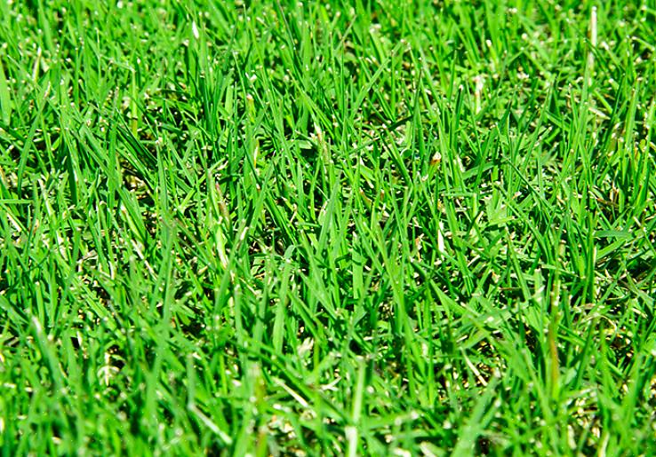 Engels raaigras is een gras dat veel gebruikt kan worden