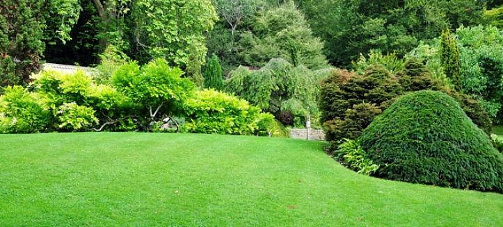 Vermijd bodembedekkers die uw tuin kunnen overspoelen