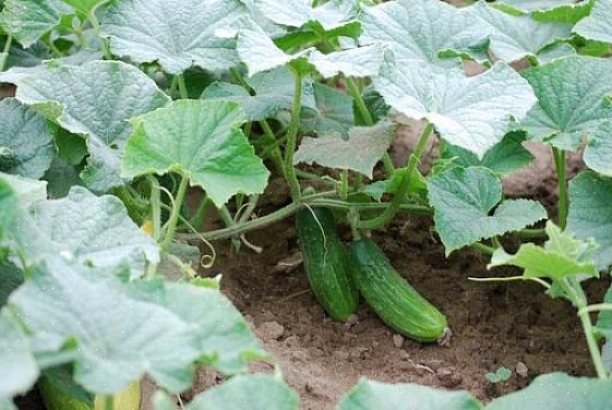 Dus een ander type komkommerplant proberen kan het verschil maken