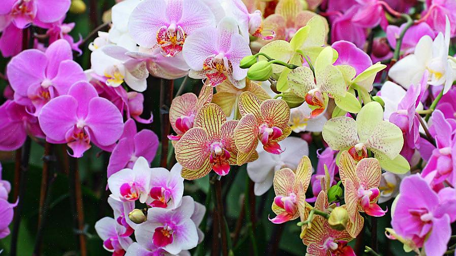 Is gedeeltelijk te danken aan de zeer gespecialiseerde groeipatronen van orchideeën