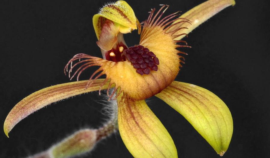 Waardoor het mogelijk wordt om geheel nieuwe orchideeënsoorten te creëren