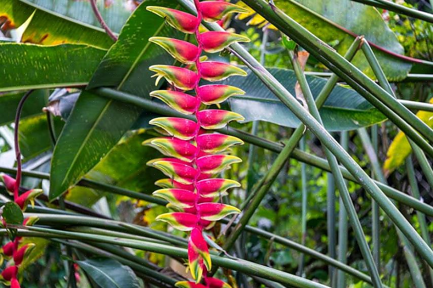 Deze planten worden zwaar gekweekt in tropische gebieden