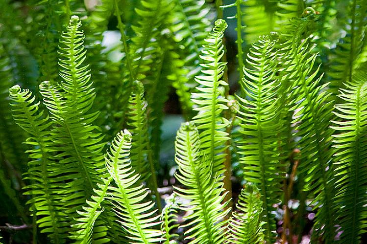 Het geslacht Blechnum komt niet veel voor als kamerplant