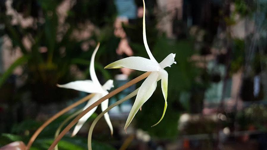 Het geslacht Aerangis omvat veel tropische orchideeën die zich onderscheiden door hun mooie witte