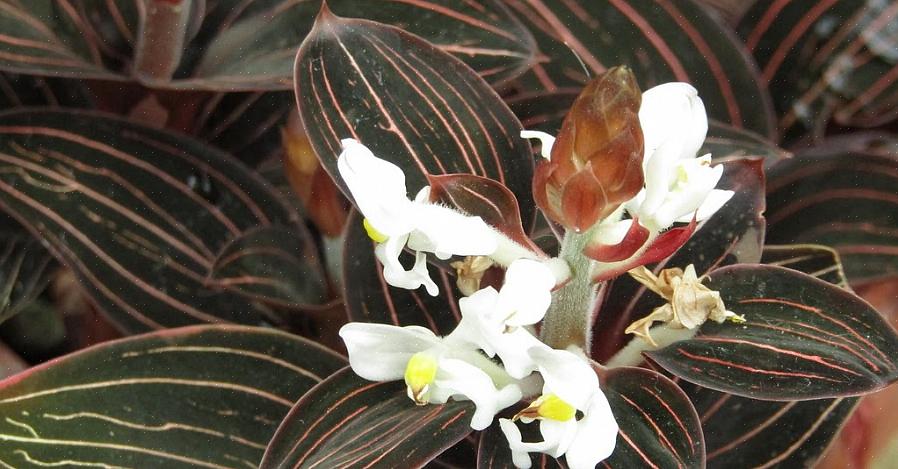 Mooie kleuren zijn deze planten een geweldige aanvulling op elke verzameling tropische orchideeën