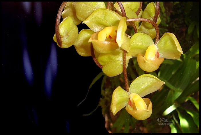 Zullen Gongora-planten ervaren tropische orchideeëntuinders belonen met opzichtige