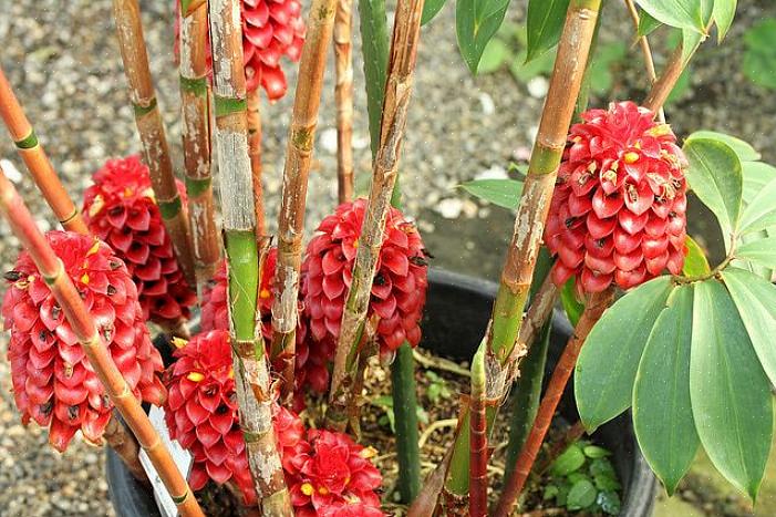 Net zoals de vele gemberplanten hunkeren naar constant