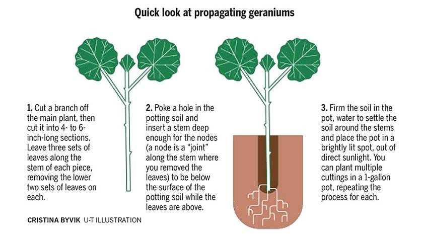 Bovendien is het gebruik van een wortelhormoon essentieel bij het rooten van stekken van houtige planten
