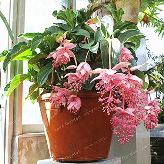 Medinilla-planten kunnen ook groeien in goed doorlatende grond