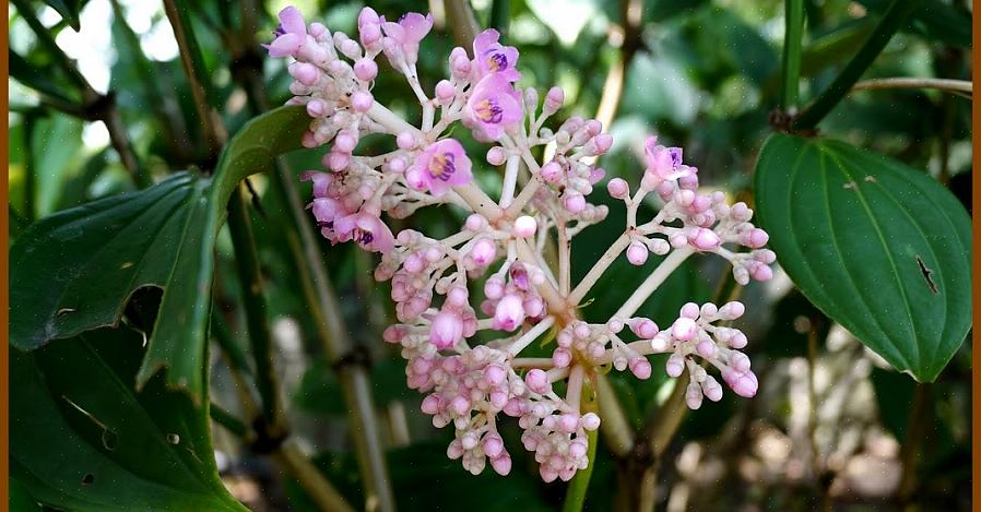 Medinilla-planten kunnen epifytisch zijn in het regenwoud