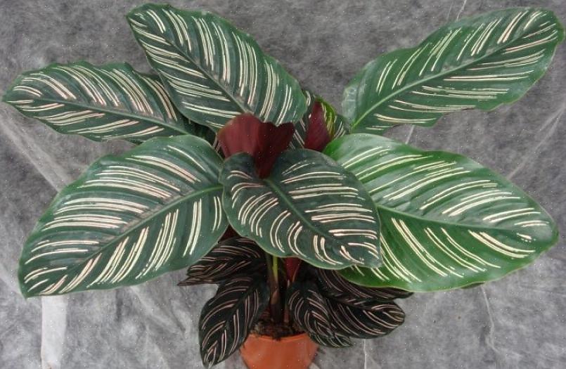 Maar een goed gekweekte Calathea is de moeite waard