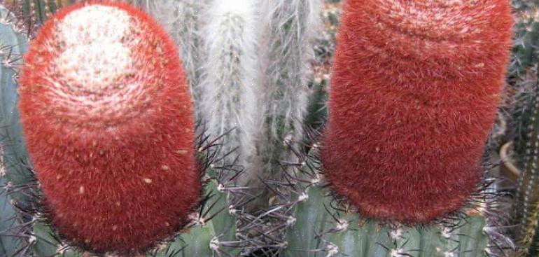 Melocactus is een geslacht van bijzonder esthetisch interessante cactussen