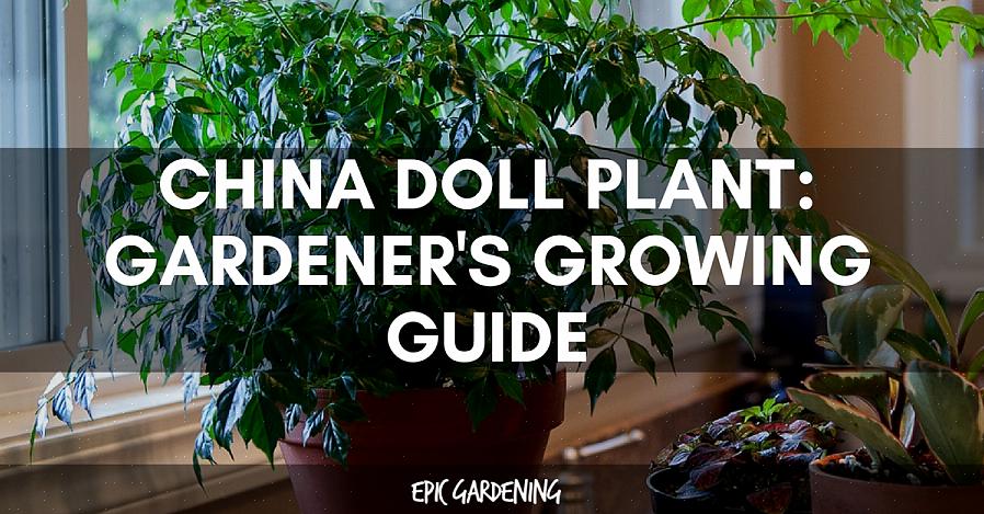 China Doll Plants hebben specifieke groeiomstandigheden nodig om binnenshuis te gedijen