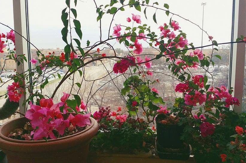 Bougainvillea (Bougainvillea) is geen typische kamerplant - in zijn natuurlijke vorm is het een uitgestrekte