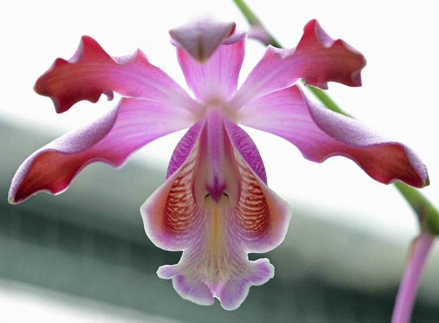 De bloemen van Schomburgkia-orchideeën variëren van ongeveer één tot tien centimeter in diameter