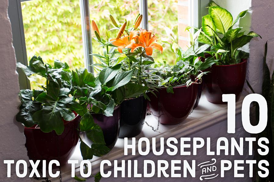 Hier zijn een paar giftige planten om uit de buurt te houden van zowel uw kinderen als uw huisdieren