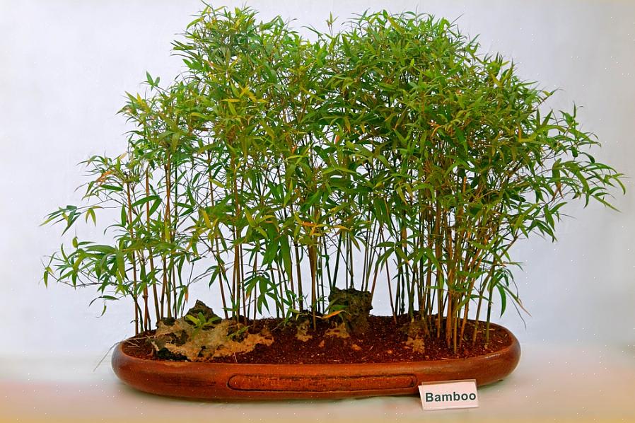 Wat betreft de groeiomstandigheden van bamboe